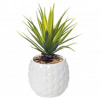 декоративное растение суккулент в белом горшочке 17 см в Нижневартовске