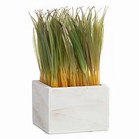 растение декоративное в горшке knaki в Нижневартовске