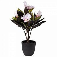 магнолия розовая в горшке,50 см в Нижневартовске