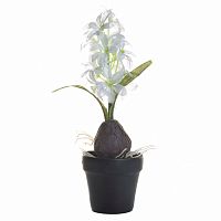 декоративное растение гиацинт с луковицей белый в горшочке 35 см в Нижневартовске