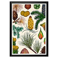 арт-постер «гербарий. сосновые» в Нижневартовске