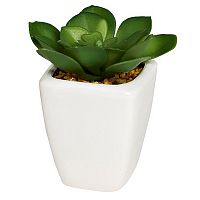 декоративное растение суккулент в горшочке 9 см в Нижневартовске