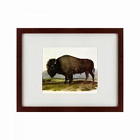 картина: american bison, 1845 в Нижневартовске