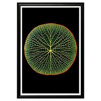 арт-постер амазонская виктория в Нижневартовске