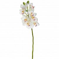 орхидея белая 101 см (12) в Нижневартовске