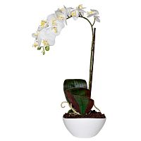 орхидея белая в горшке 46 см в Нижневартовске