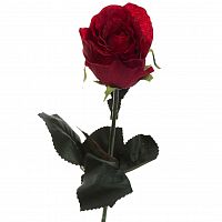роза бордовая 48 см (36) в Нижневартовске
