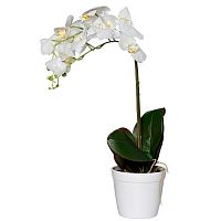 орхидея белая в горшке 65 см в Нижневартовске