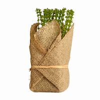 растение декоративное potted herb polini в Нижневартовске