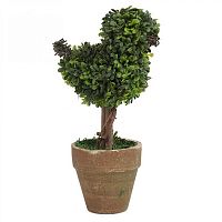 декоративный цветок в горшке baby bird маленький в Нижневартовске