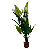 калла белая в горшке 130 см в Нижневартовске