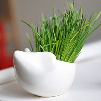 набор для выращивания eco ёжик в Нижневартовске