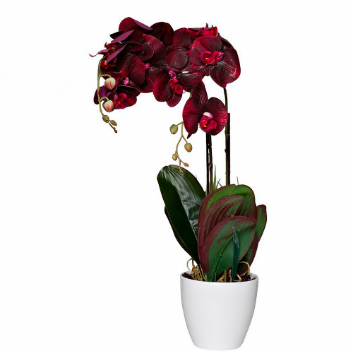 орхидея бордовая в горшке 58 см в Нижневартовске