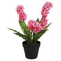 декоративное растение гиацинт в горшочке розовый 40 см в Нижневартовске