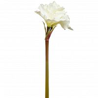 амариллис кремовый 88 см в Нижневартовске