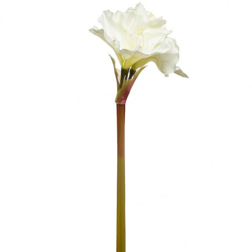 амариллис кремовый 88 см в Нижневартовске