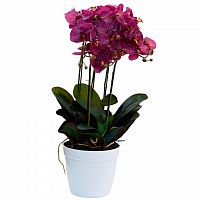 орхидея темно-розовая в горшке 64 см в Нижневартовске