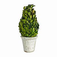 декоративный цветок самшит большой в Нижневартовске