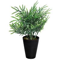 декоративное растение кипарисовик в горшочке 25 см в Нижневартовске