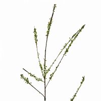 декоративное растение с цветами 152 см в Нижневартовске