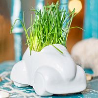 набор для выращивания eco машина в Нижневартовске