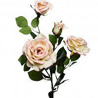 роза чайная 80 см (12) в Нижневартовске