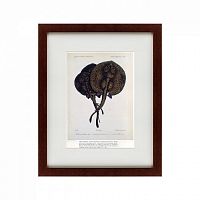 картина: stingrays, 1859 в Нижневартовске