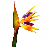 искусственный цветок стрелиция 80 см в Нижневартовске