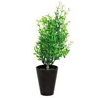 декоративное растение иглица в горшочке 25 см в Нижневартовске