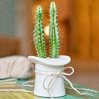 набор для выращивания eco шляпа в Нижневартовске