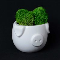 набор для выращивания eco мини-капшо «минипиг» в Нижневартовске