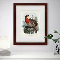 картина: серобрюхий трагопан литография, 1840г в Нижневартовске