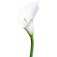 искусственный цветок калла белый 70 см в Нижневартовске
