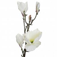 магнолия белая 66 см (12) в Нижневартовске