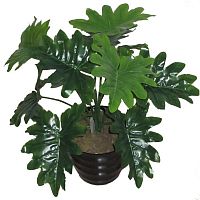 декоративное растение филодендрон с рассеченными листьями 55 см в Нижневартовске