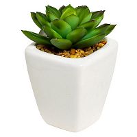 декоративное растение суккулент пышный 9 см в Нижневартовске