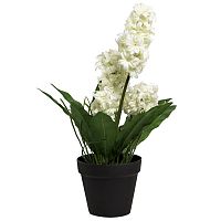 декоративное растение гиацинт в горшочке белый 40 см в Нижневартовске
