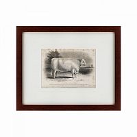 картина: a short horned bull, 1849 в Нижневартовске