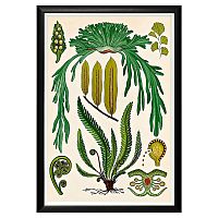 арт-постер «семейство папортниковых» в Нижневартовске