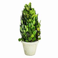 декоративный цветок самшит маленький в Нижневартовске