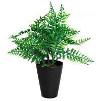 декоративное растение папоротник в горшочке 25 см в Нижневартовске