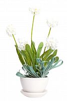 декоративный цветок walley в Нижневартовске