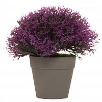 лаванда в горшочке 18 см в Нижневартовске