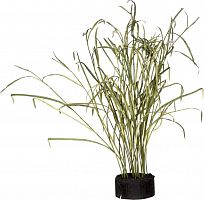 декор reeds and leaves в Нижневартовске