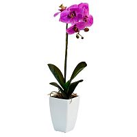 орхидея сиреневая в горшке 52 см в Нижневартовске
