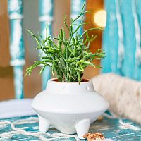 набор для выращивания eco нло в Нижневартовске