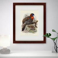 картина: багровый трагопан, литография, 1840г в Нижневартовске