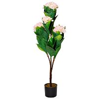 гортензия бело-розовая в горшке 113 см в Нижневартовске