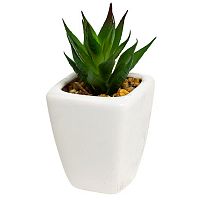 декоративное растение суккулент в горшочке 11 см в Нижневартовске