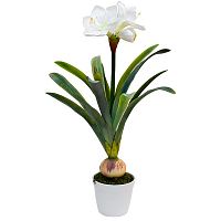 амариллис белый в горшке 76 см в Нижневартовске
